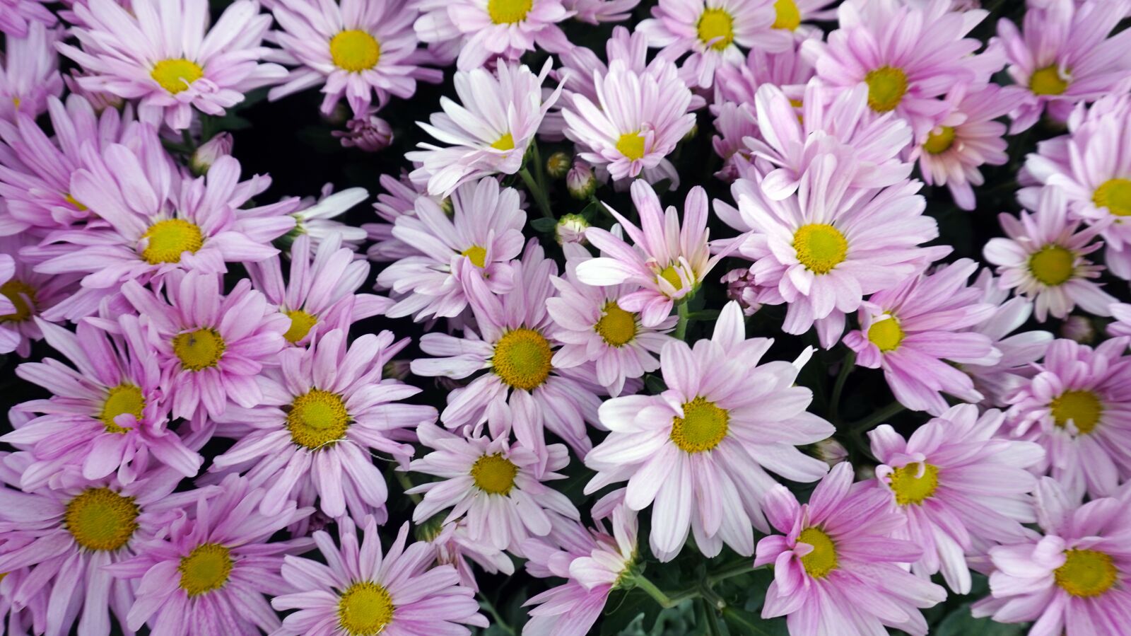 Sony Alpha a5000 (ILCE 5000) sample photo. Flowers, pink, blossom photography