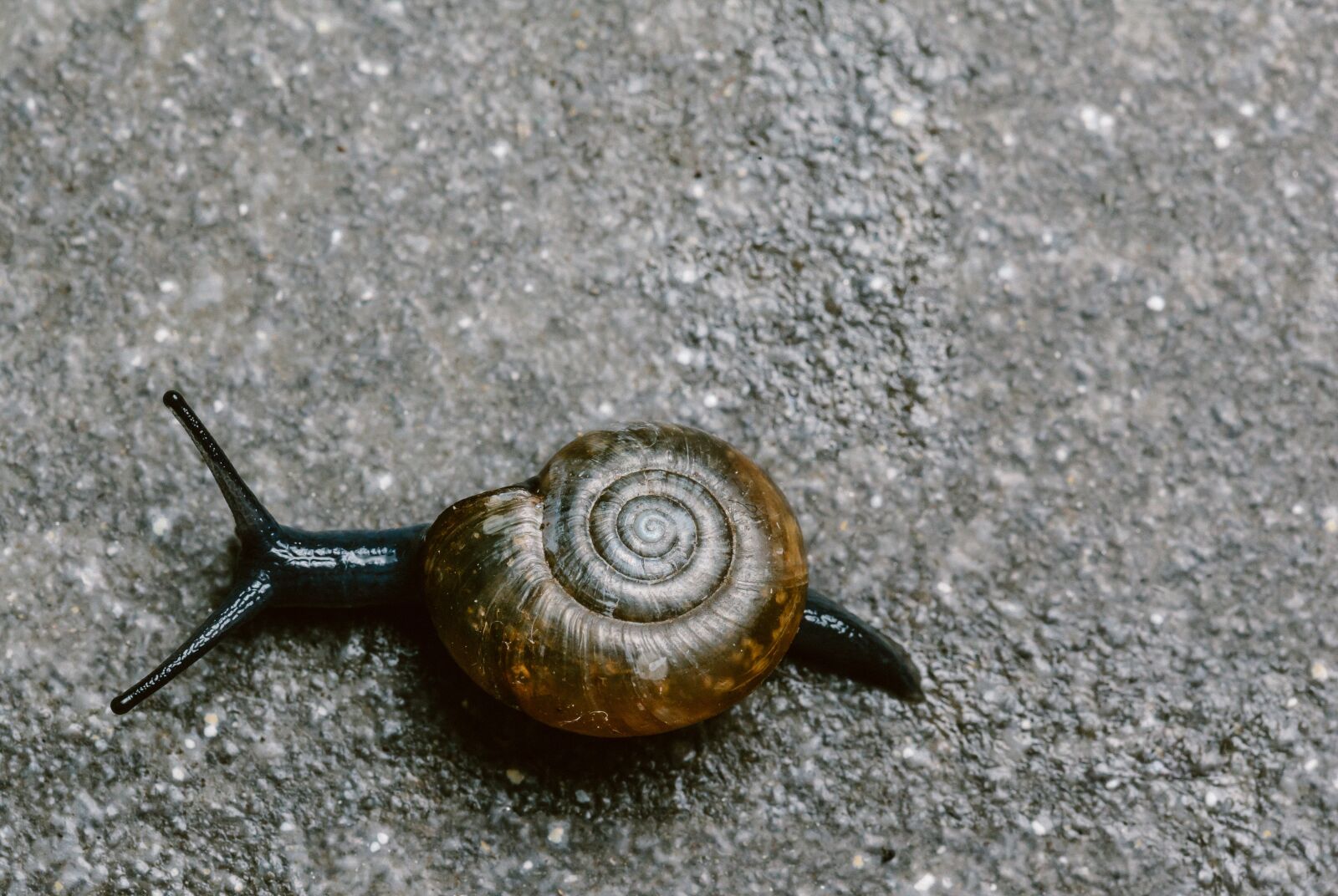 Canon EF 100mm F2.8L Macro IS USM sample photo. Snail, small, nature photography