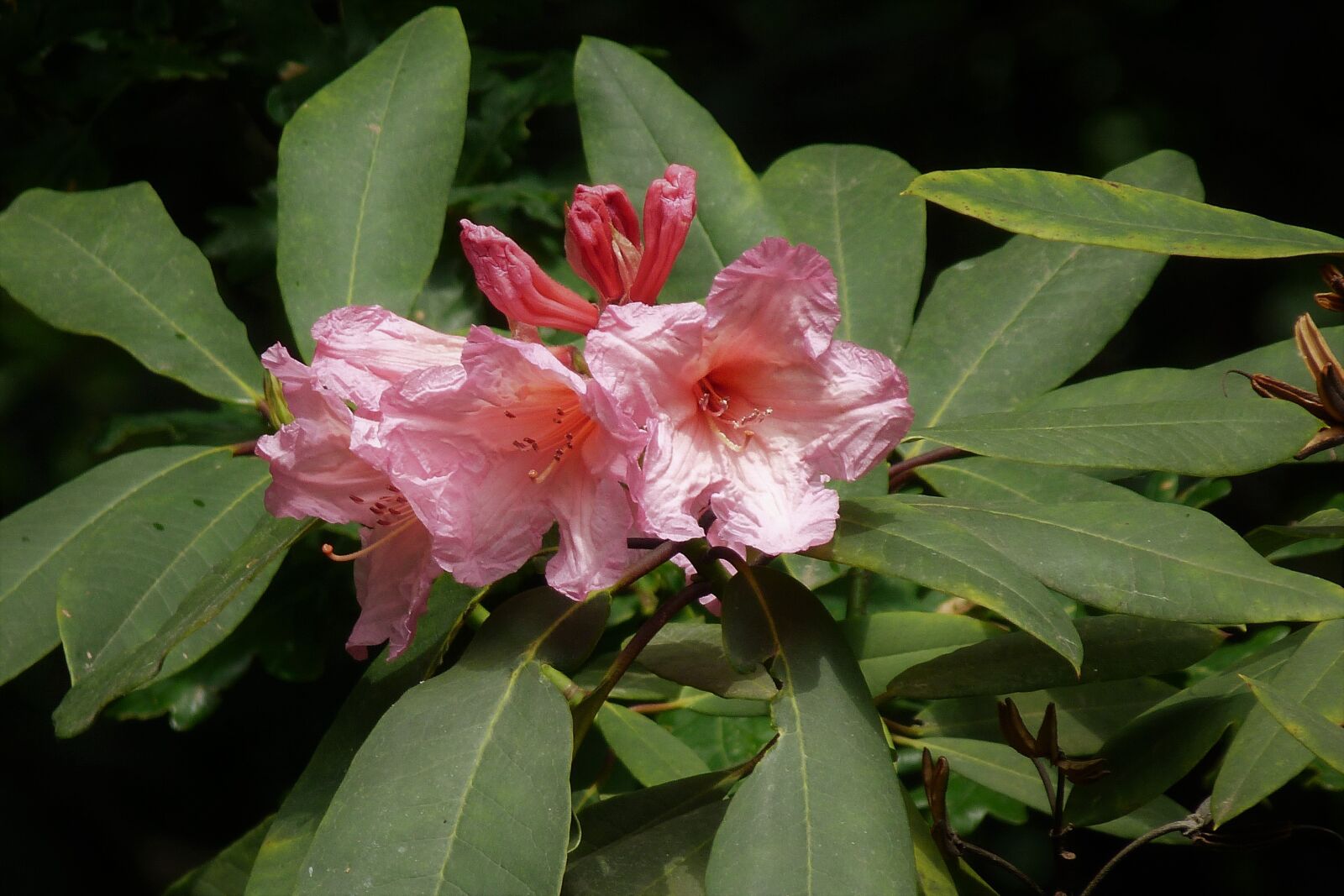Panasonic Lumix DMC-FZ40 (Lumix DMC-FZ45) sample photo. Rhododendron, pink, bloom photography