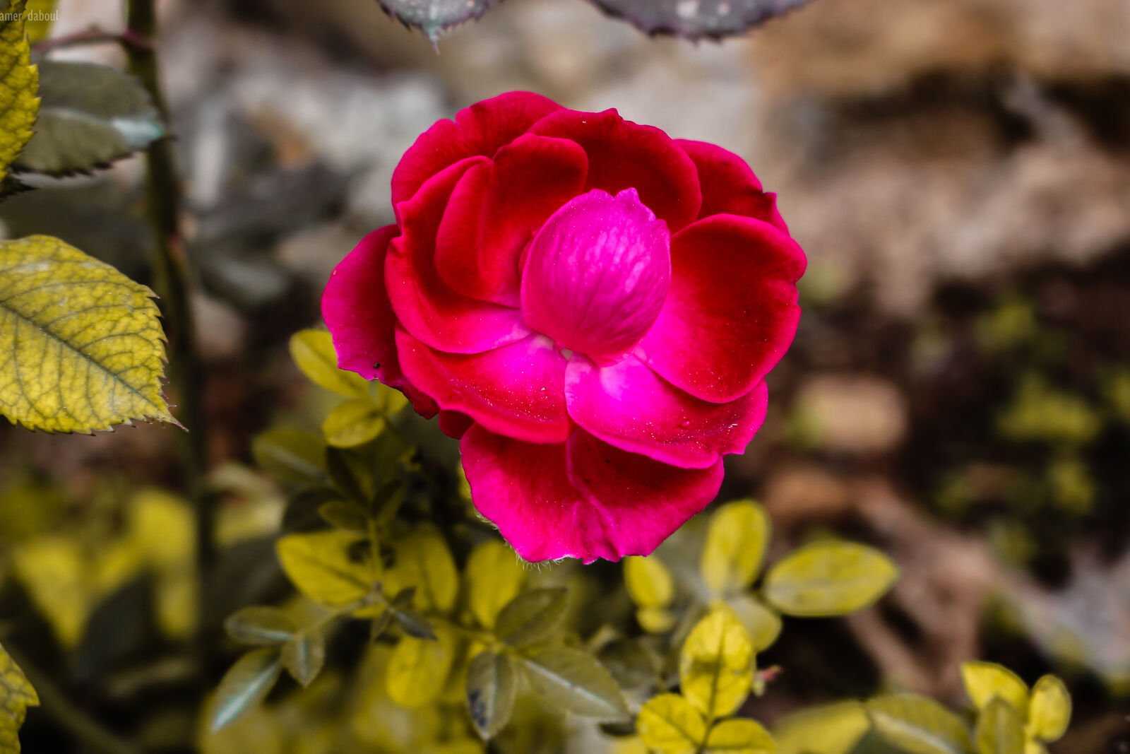 Canon EOS 700D (EOS Rebel T5i / EOS Kiss X7i) sample photo. Autumn, red, rose, yellow photography