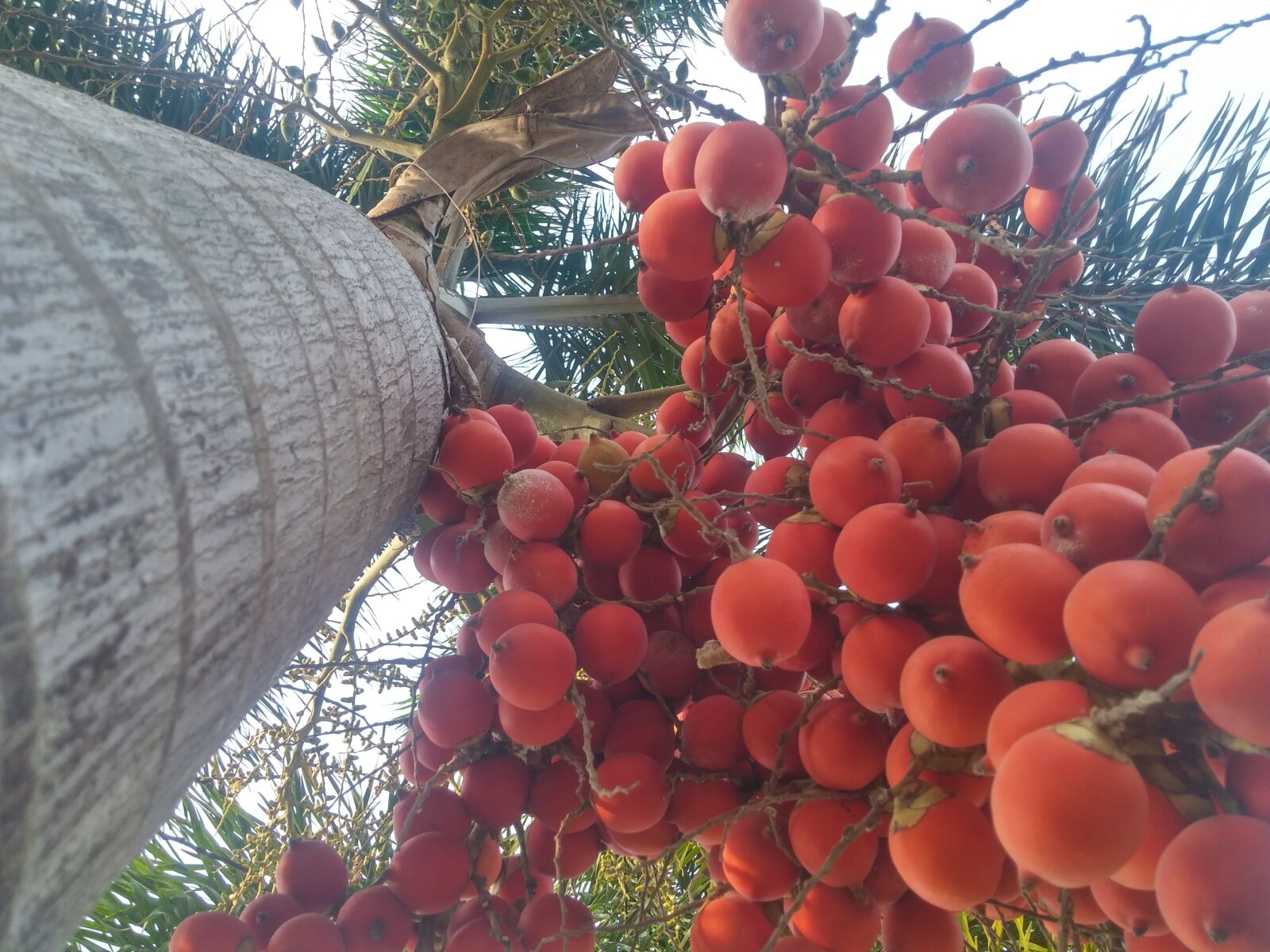 LG G3 sample photo. Fruits, orange, orange, color photography