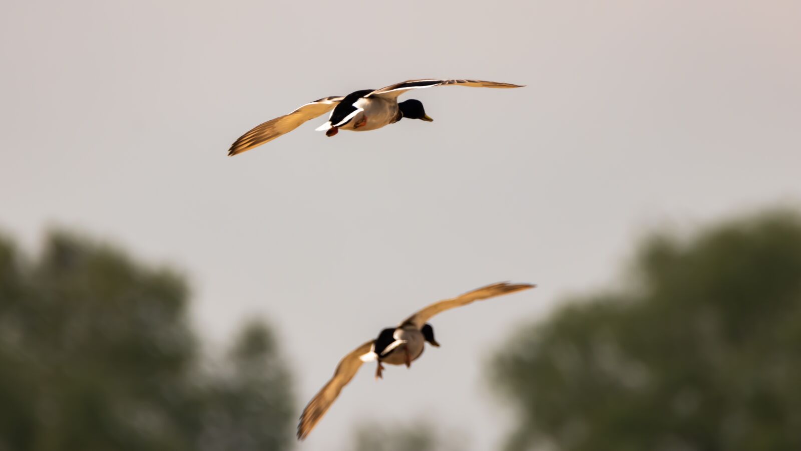 Canon EOS 80D sample photo. Bird, flying, ducks photography