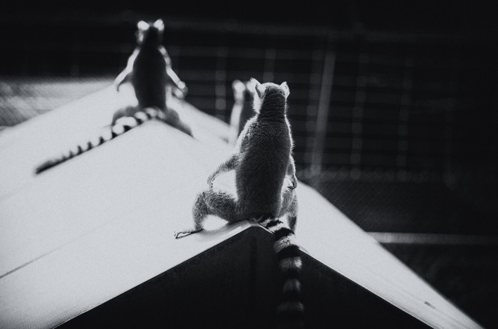 Canon EOS 6D sample photo. Ring-tailed lemur, duke lemur photography