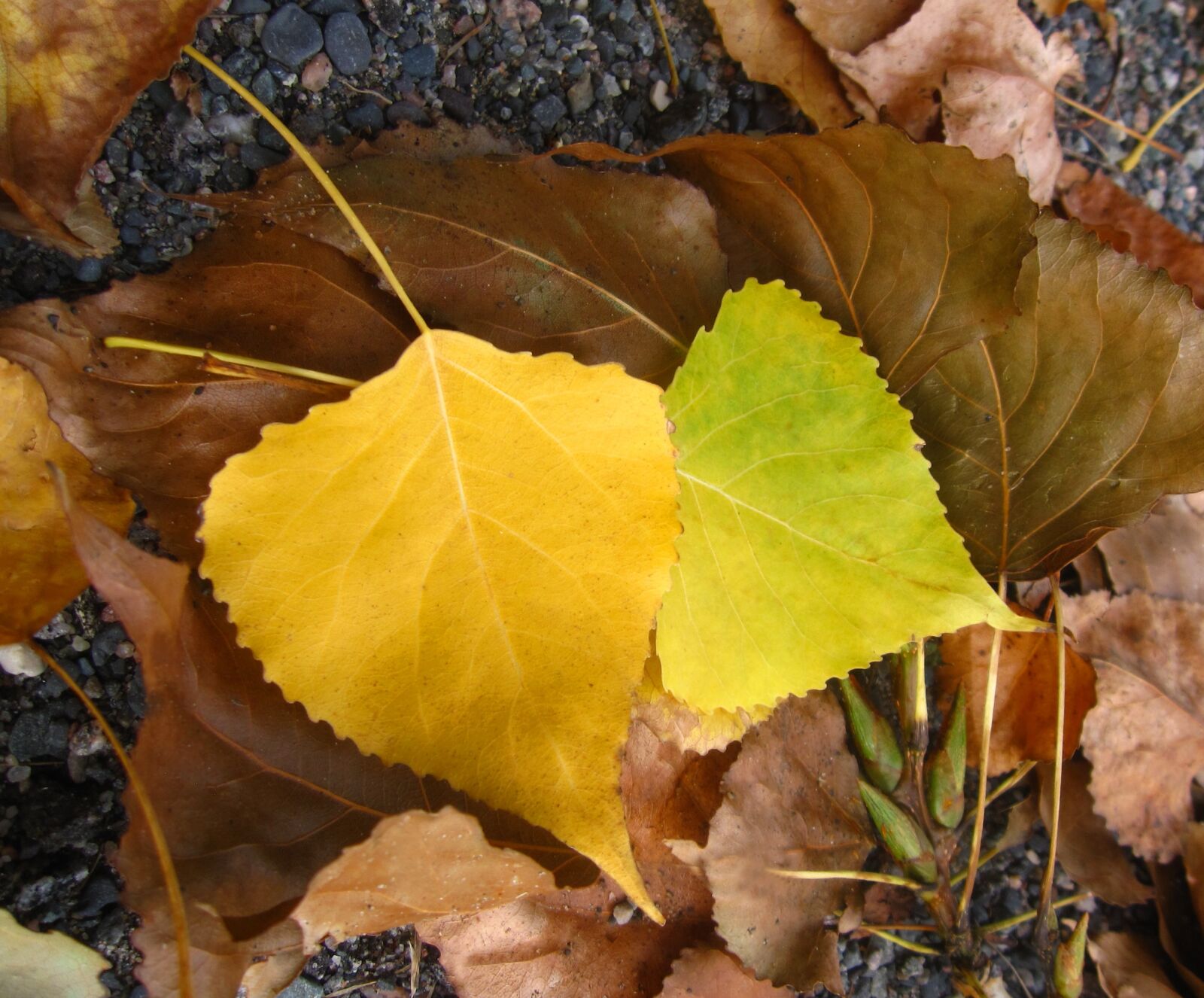 Canon PowerShot SD880 IS (Digital IXUS 870 IS / IXY Digital 920 IS) sample photo. Birch leaf, yellow, autumn photography