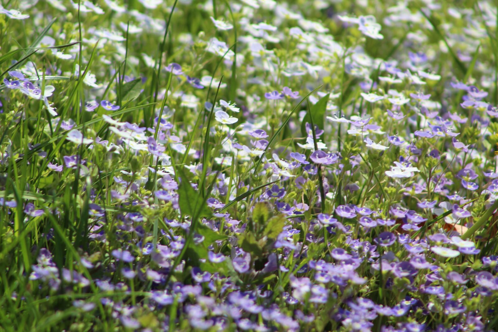 Canon EF75-300mm f/4-5.6 sample photo. Flower, plant, nature photography