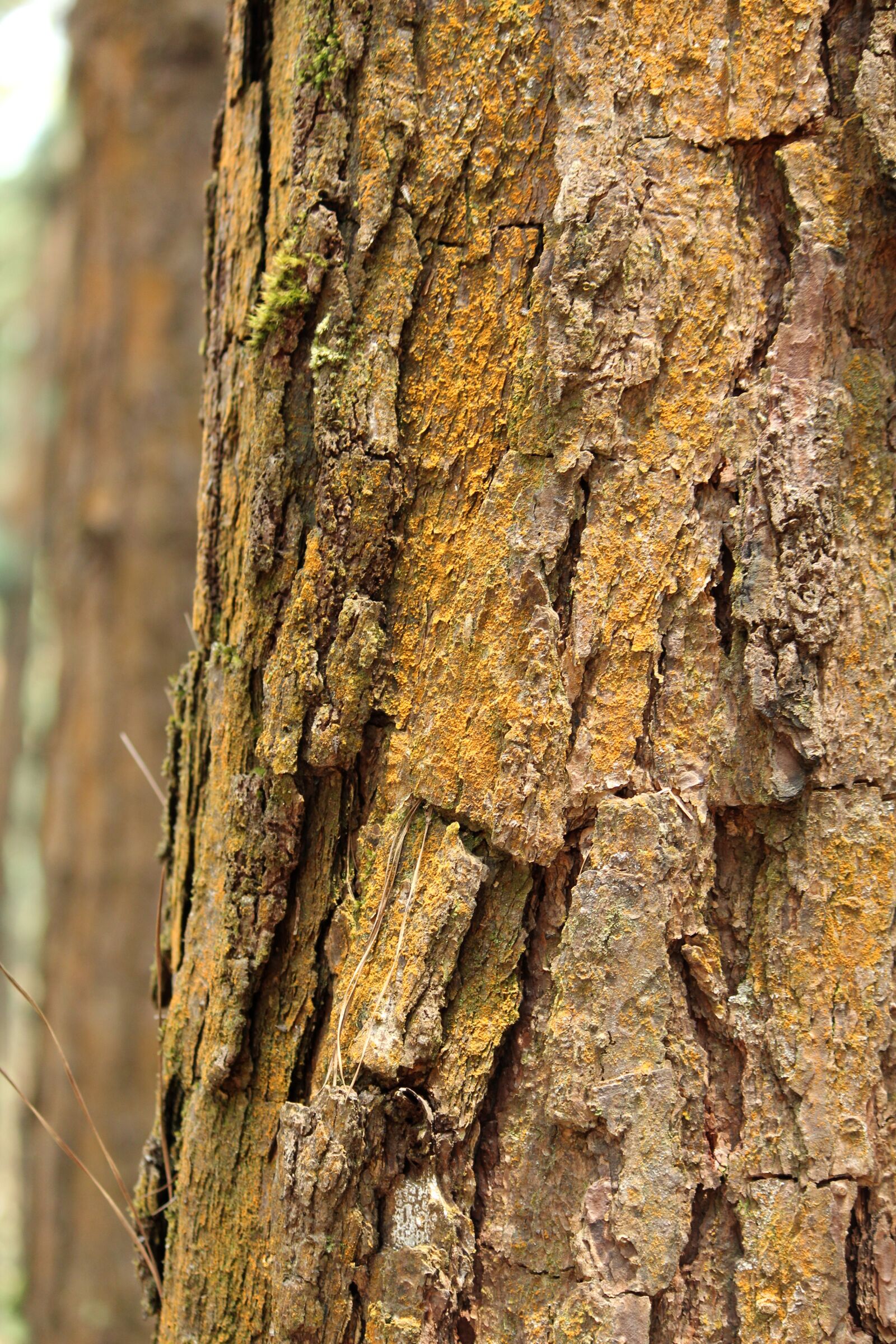 Canon EOS 1300D (EOS Rebel T6 / EOS Kiss X80) sample photo. Tree, nature, bark photography