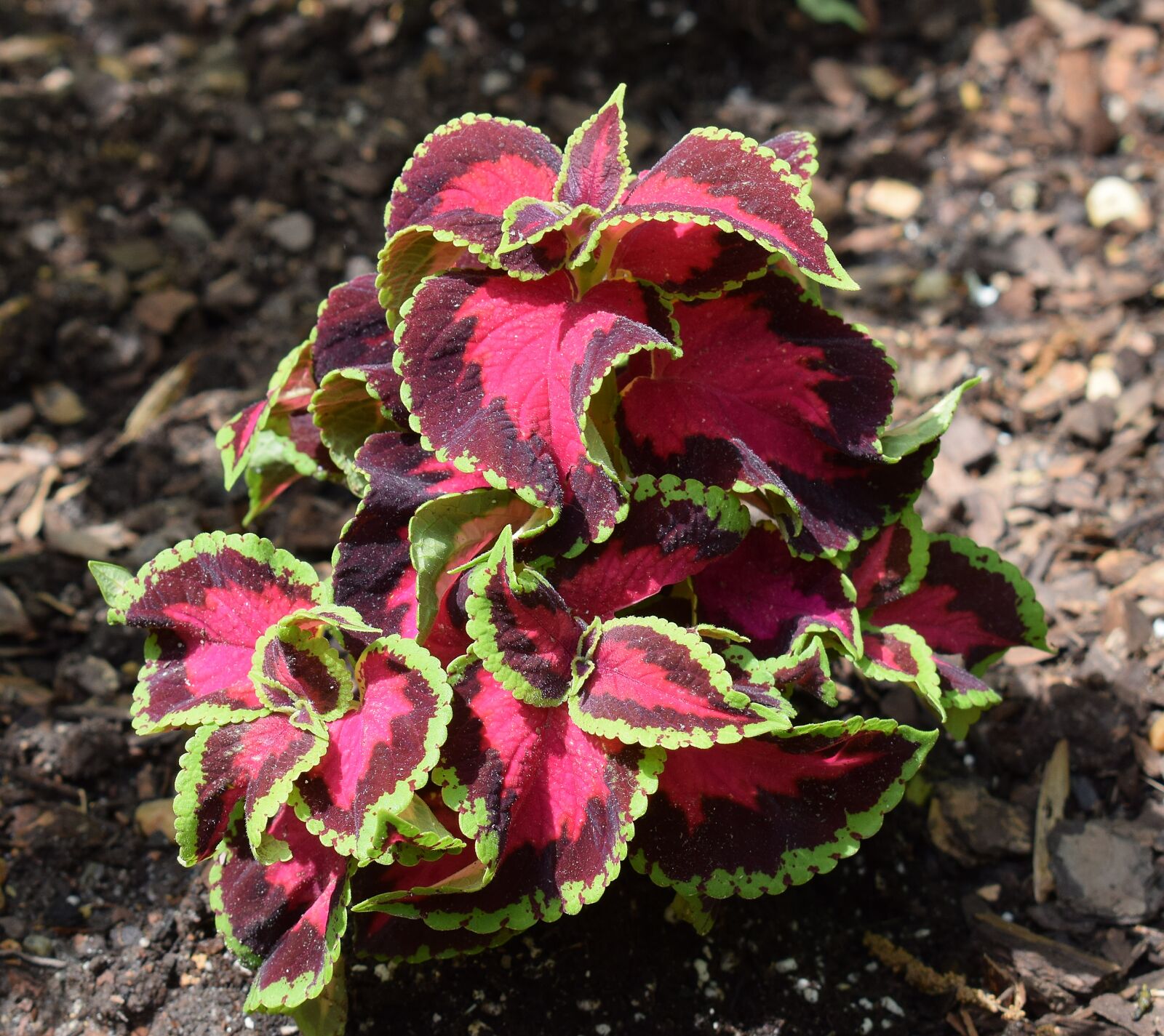 Nikon D3300 sample photo. Coleus, foliage, leaves photography