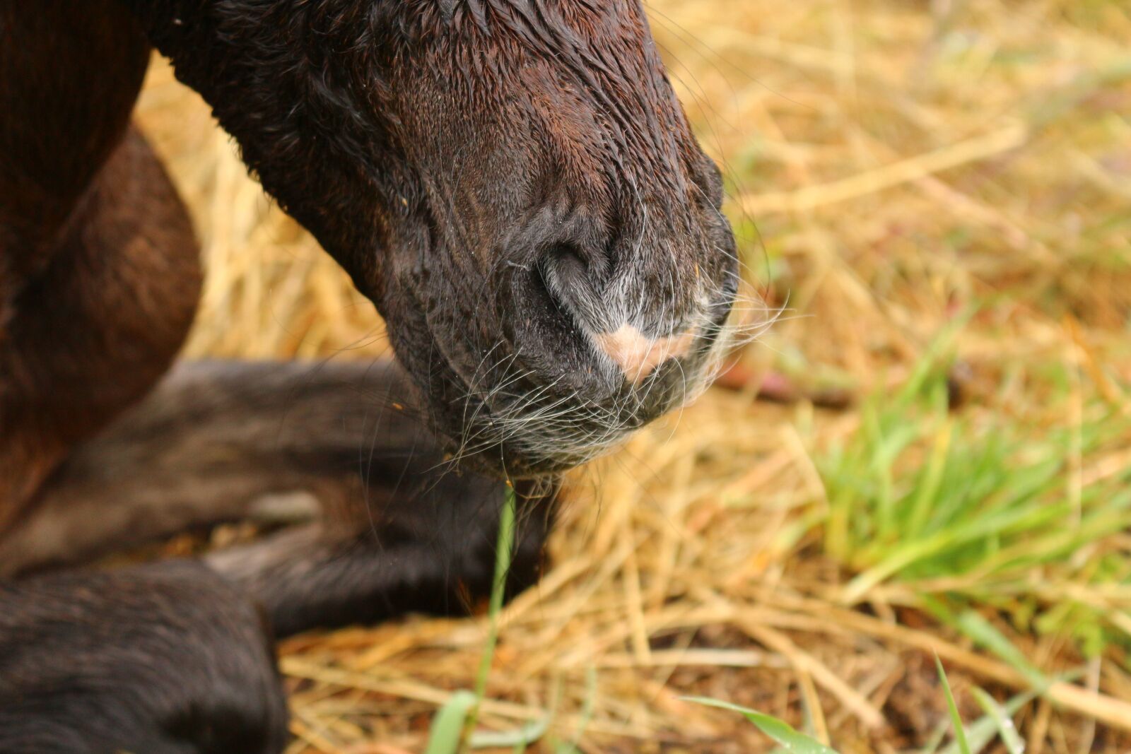 Canon EOS 100D (EOS Rebel SL1 / EOS Kiss X7) sample photo. Horse, foal, birth photography