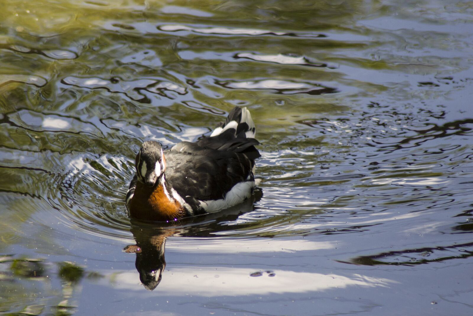 Nikon D3100 sample photo. Duck, captivity, zoo photography
