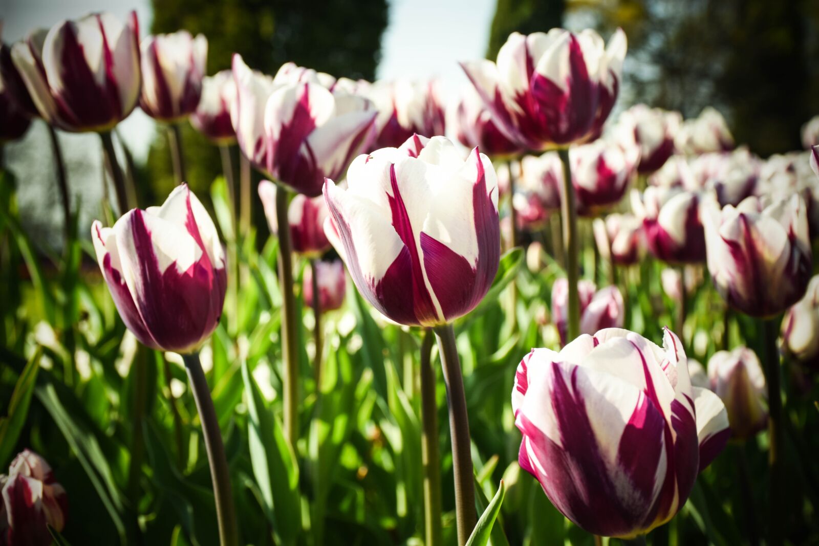 Nikon D5600 sample photo. Tulip, nature, flower photography