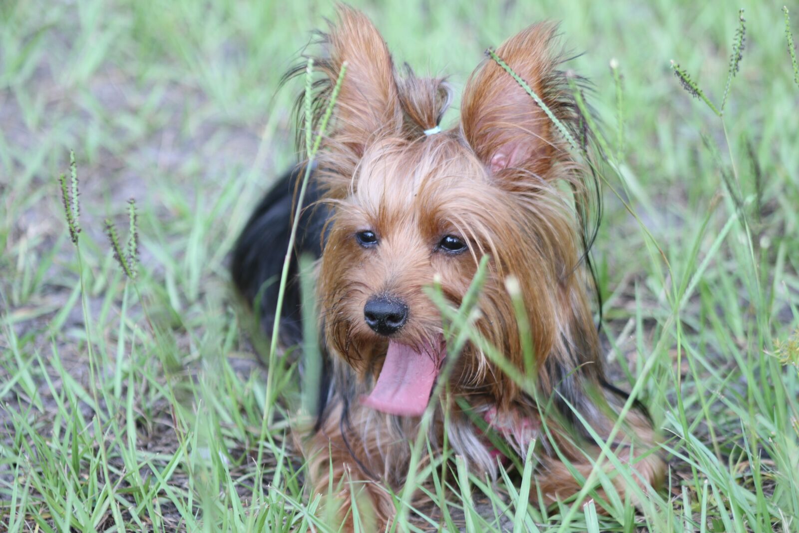 Canon EOS 7D sample photo. Yorkie, yorkshire terrier, dog photography