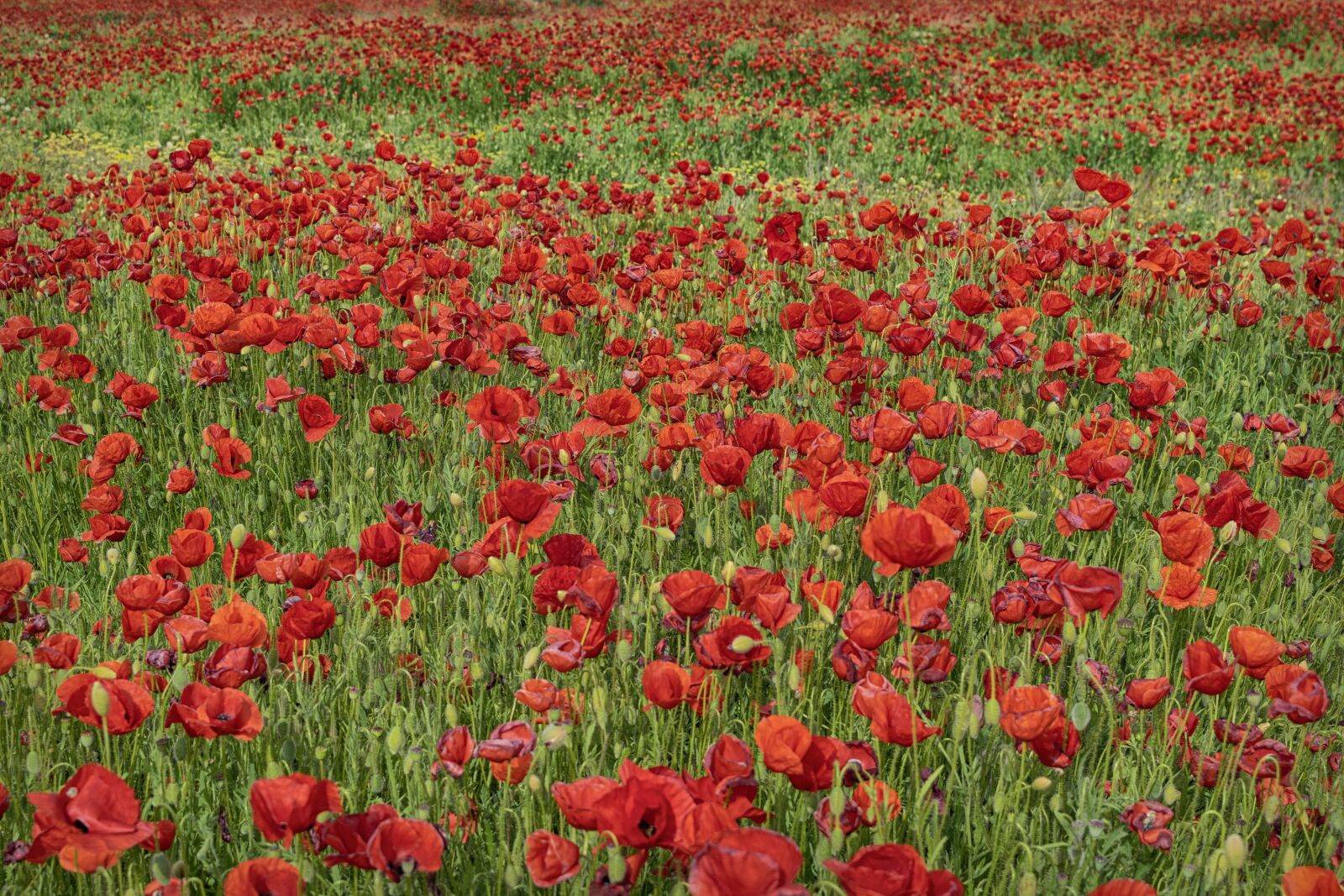 Nikon D3300 sample photo. Flowers, poppies, red photography