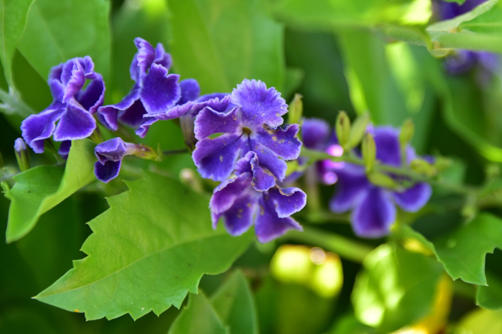 Nikon D750 sample photo. Israeli, summer, flower photography