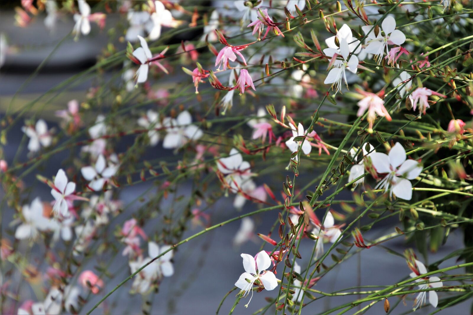 Canon EOS 80D sample photo. Delicate, flower, decorative photography
