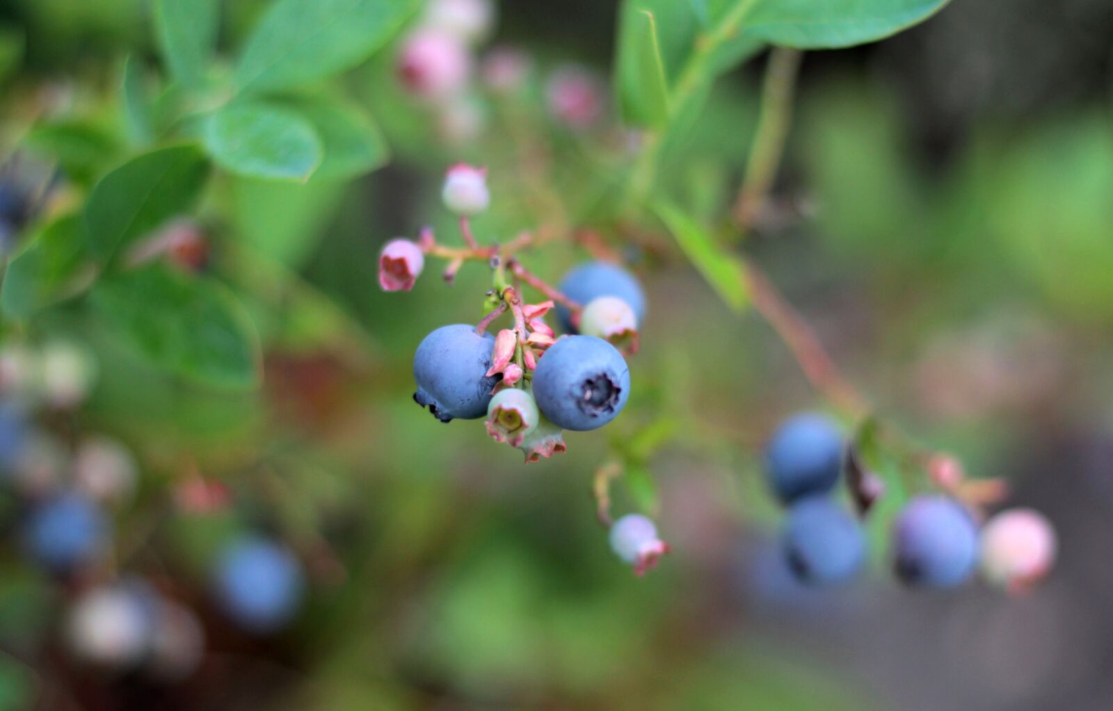 Canon EOS 600D (Rebel EOS T3i / EOS Kiss X5) + Canon EF 50mm F1.8 STM sample photo. Blueberries, fruit, food photography