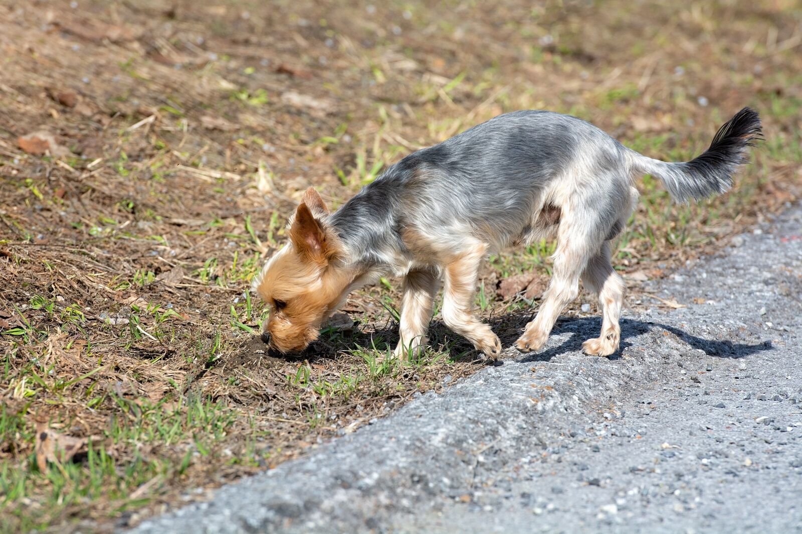 Nikon D7100 sample photo. Dog, small, out photography