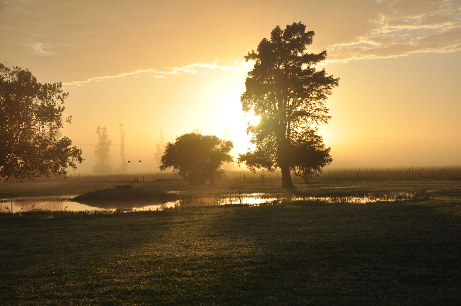 Nikon D90 sample photo. Backlight, countryside, ducks, lake photography