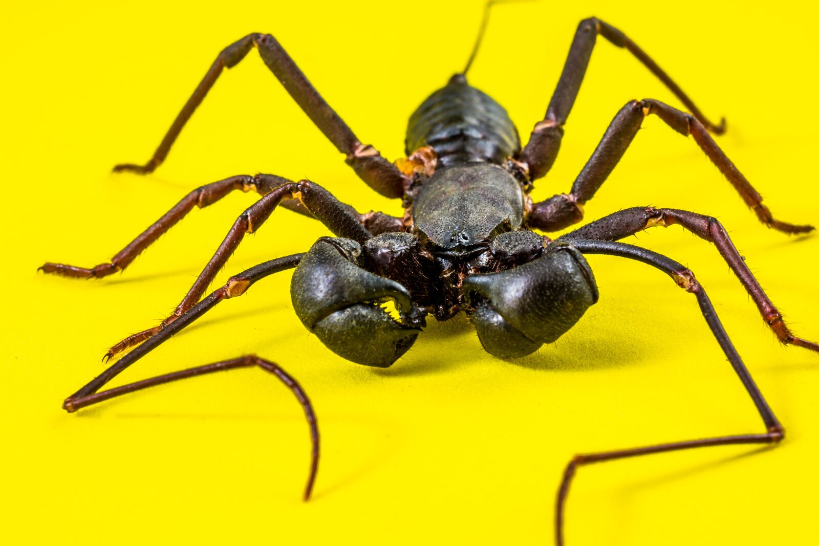 Nikon D5200 sample photo. Insect, unknown insect, close photography