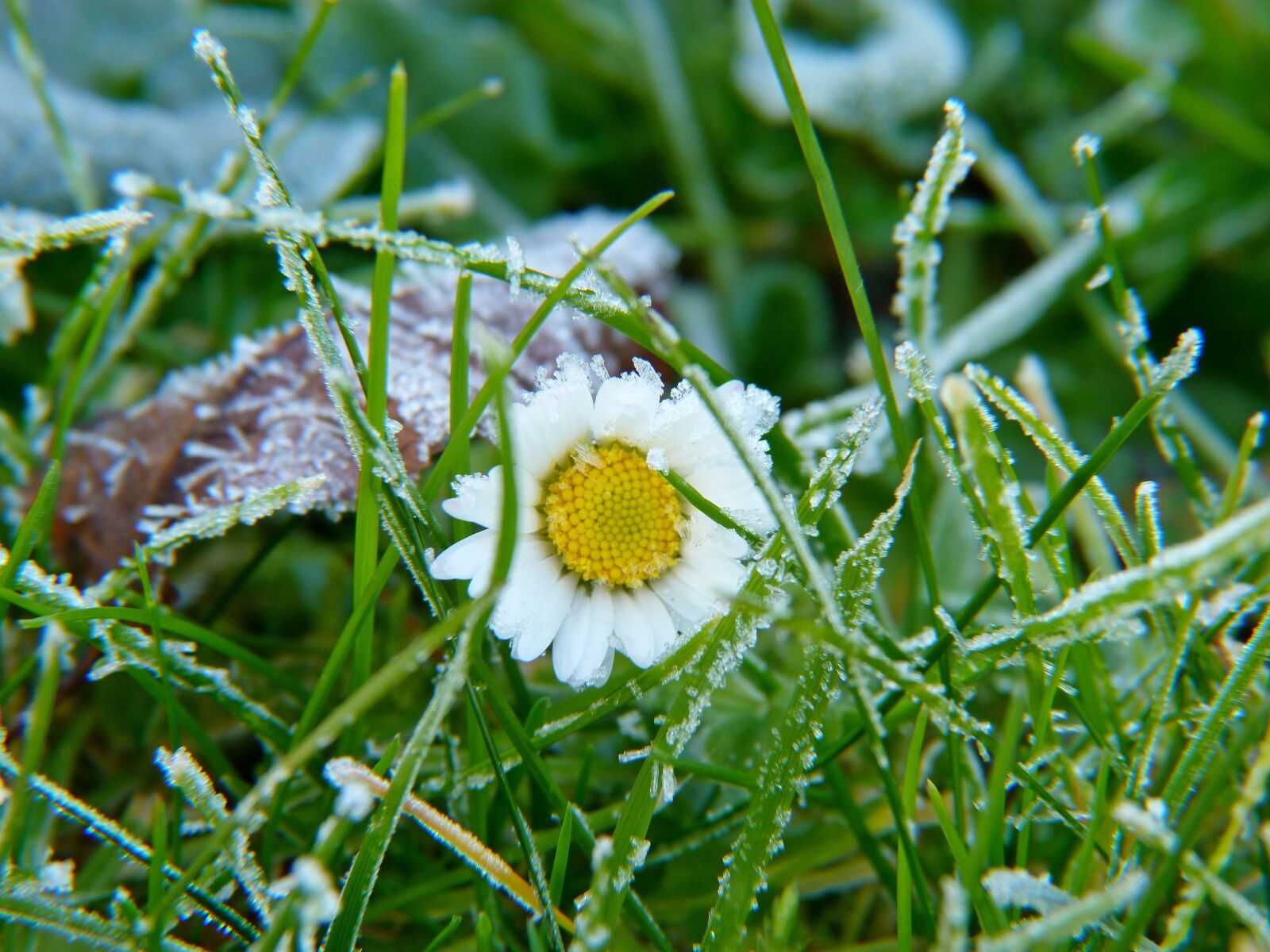 Panasonic Lumix DMC-FZ40 (Lumix DMC-FZ45) sample photo. Daisy, grass, flowers photography
