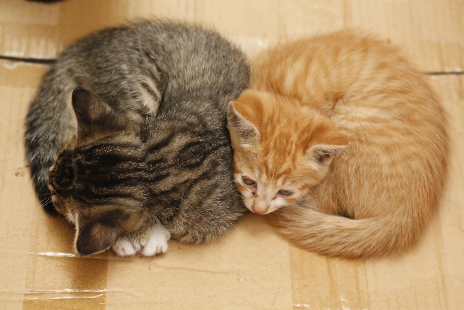 Canon EOS 700D (EOS Rebel T5i / EOS Kiss X7i) sample photo. Cat, cute, the cat photography