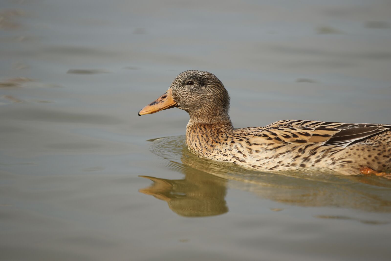 Canon EOS 7D Mark II sample photo. Mallard, female, duck photography