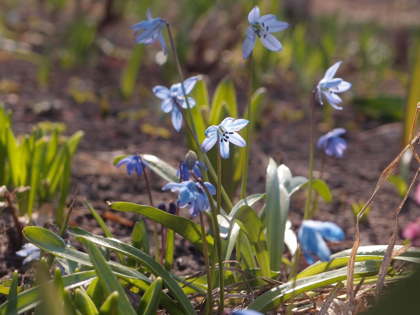 Olympus XZ-1 sample photo. Flowers, spring, spring flowers photography