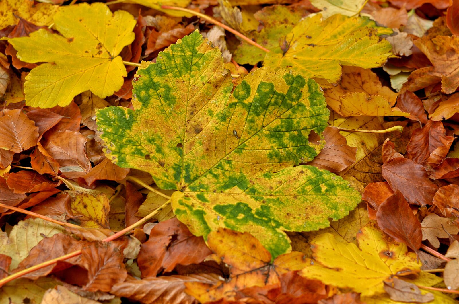 Nikon D5100 sample photo. Autumn, leaf, season photography