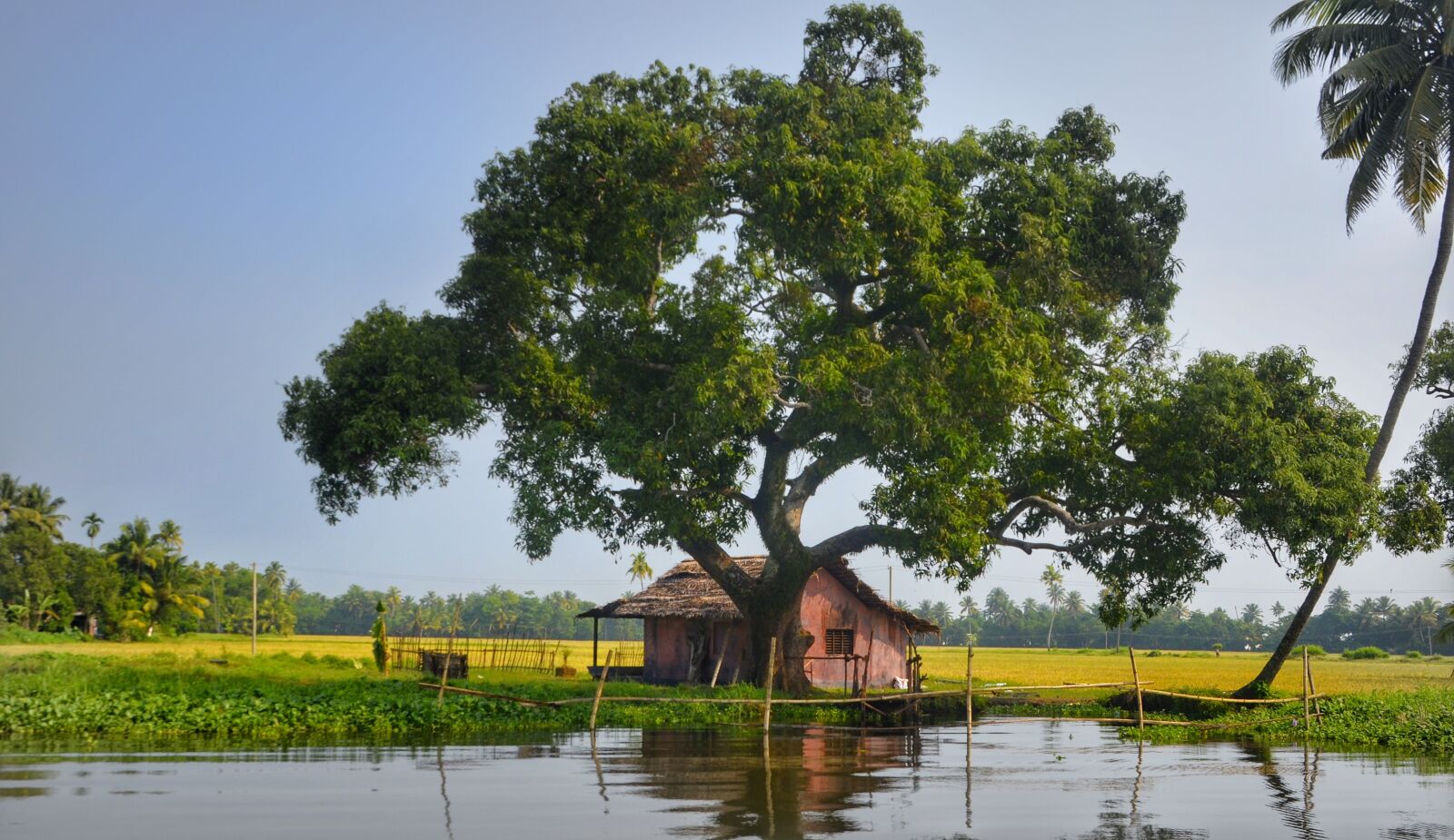 Nikon D5100 sample photo. Tree, shade, riverside house photography