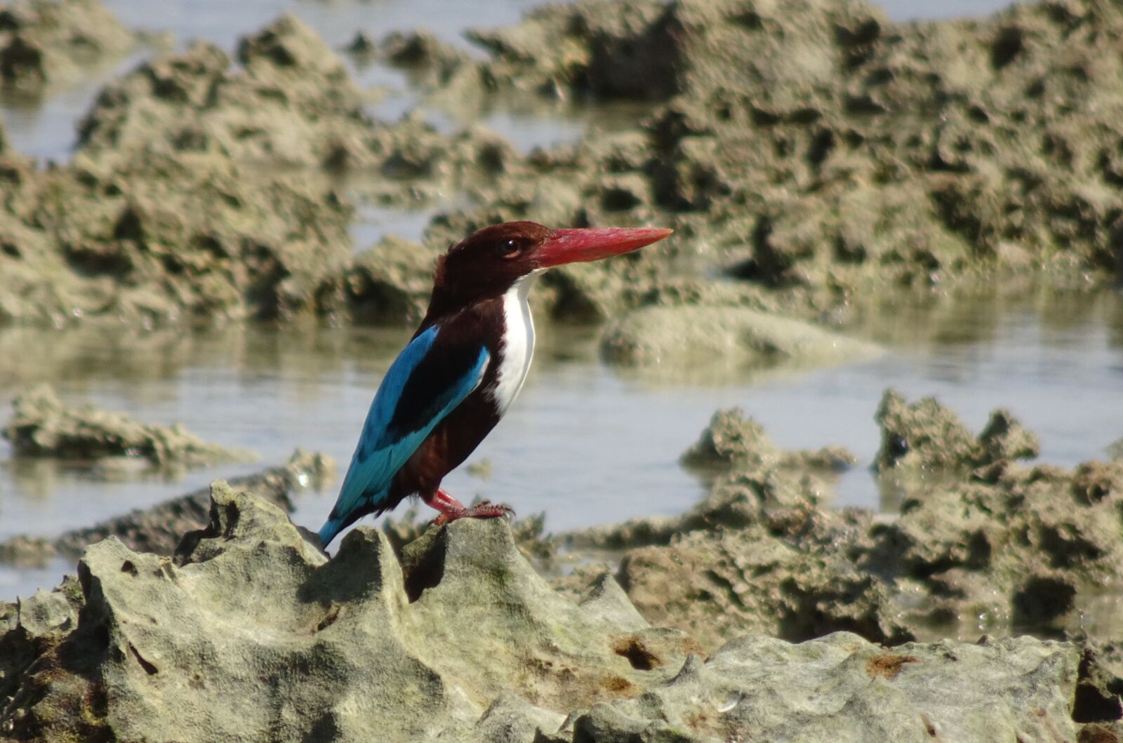 Sony Cyber-shot DSC-HX90V sample photo. Bird, kingfisher, white-throated photography