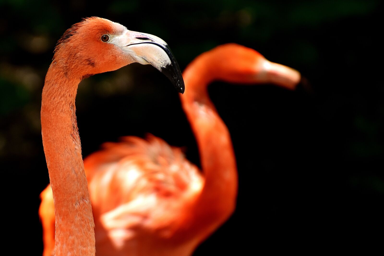 Nikon D7200 sample photo. Flamingo, bird, colorful photography