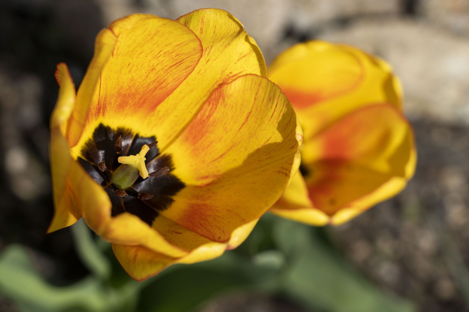 Sony FE 24-105mm F4 G OSS sample photo. Tulip, tulips, flower photography
