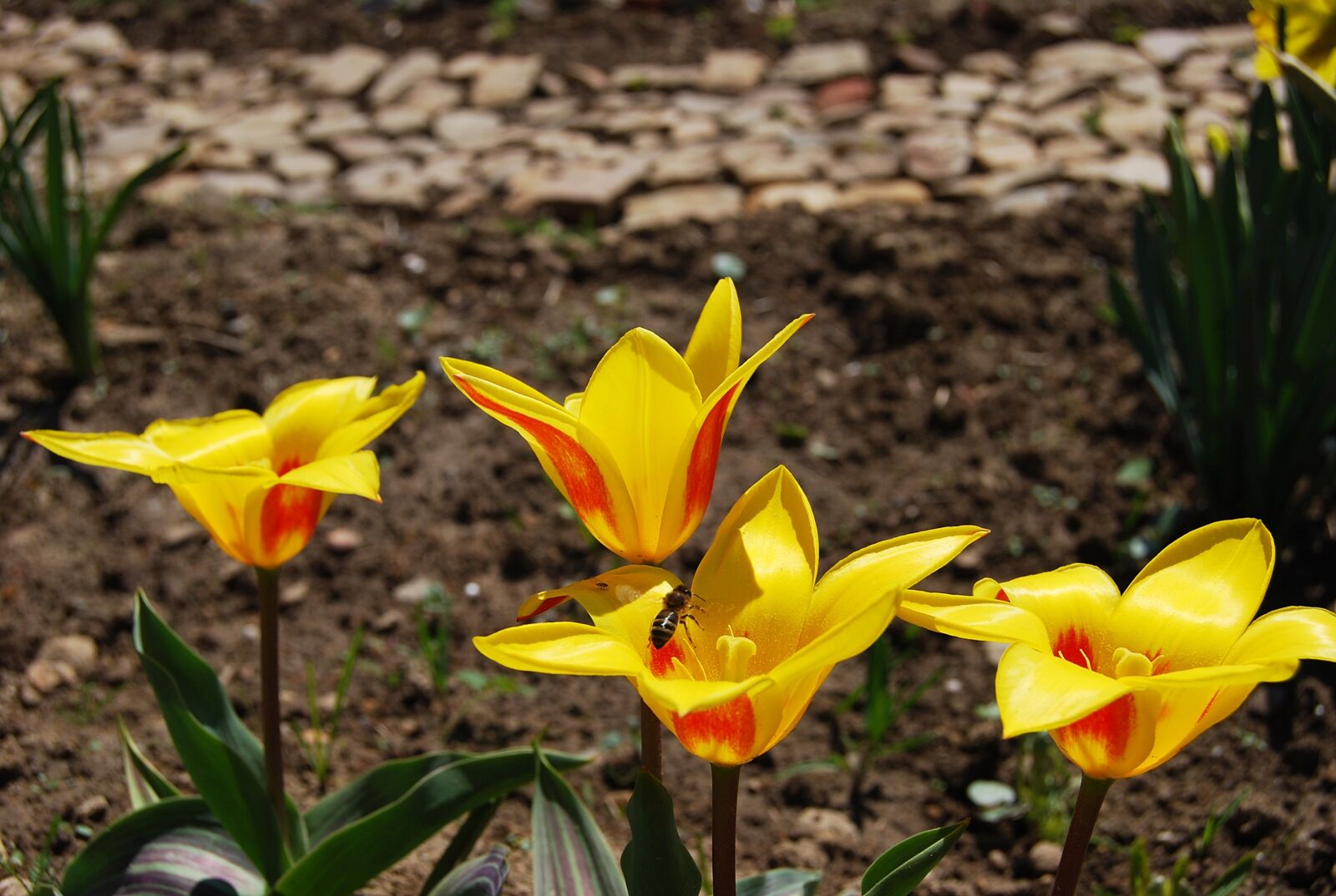 Nikon D40X sample photo. Flower, nature, plant photography