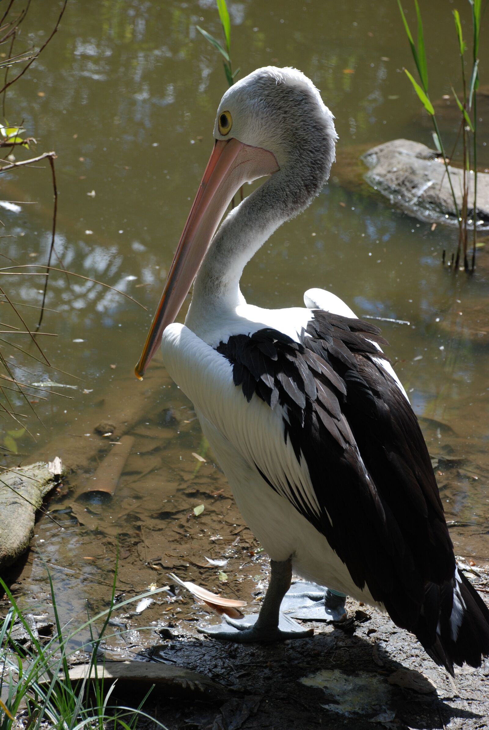 Nikon D80 sample photo. Pelicans, birds, water photography