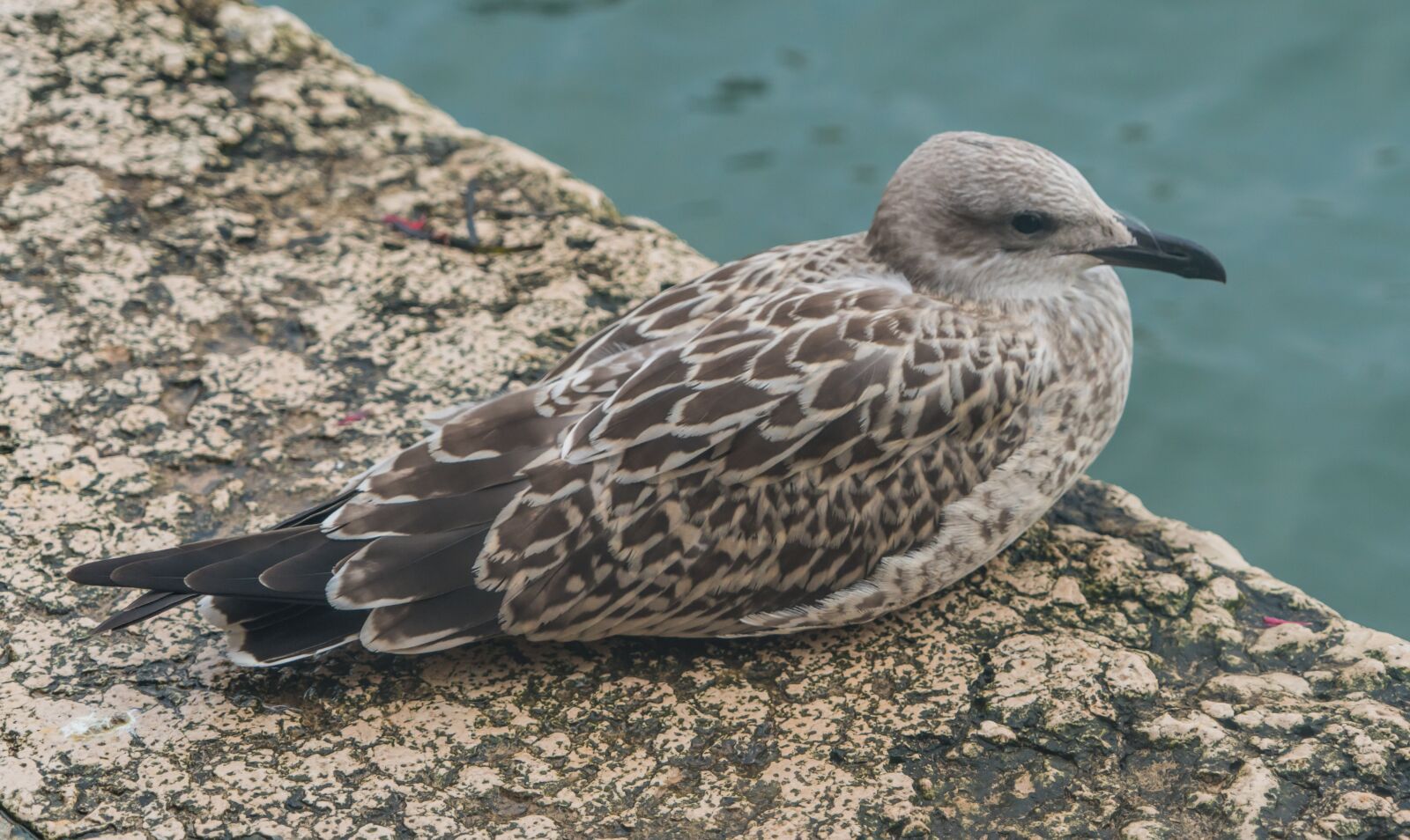 Sony a7R II + Sony FE 24-240mm F3.5-6.3 OSS sample photo. Bird, close up, nature photography