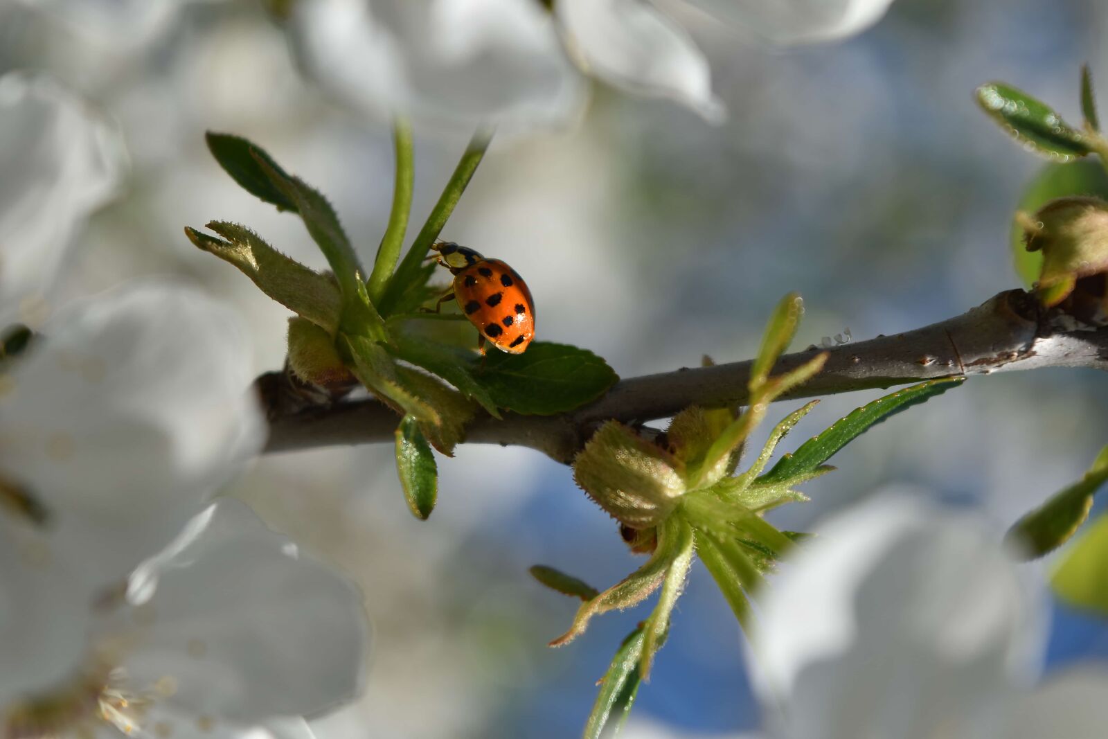 Nikon D5500 sample photo. Branches, ladybug, spring time photography