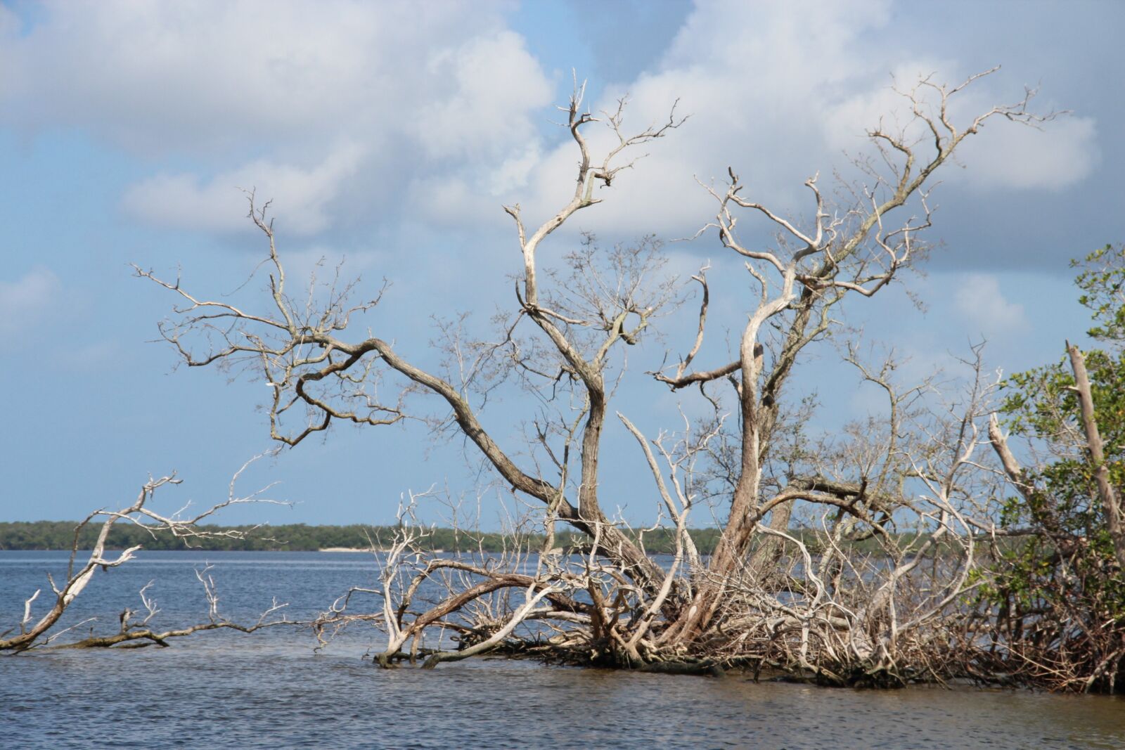 Canon EOS 600D (Rebel EOS T3i / EOS Kiss X5) sample photo. Sea, standgut, florida photography