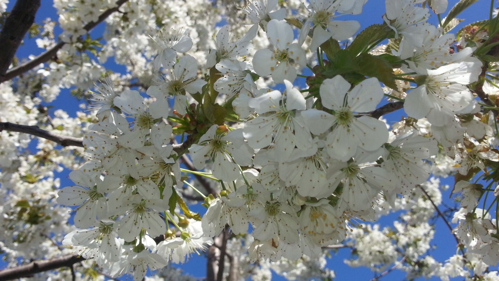 Samsung Galaxy S3 sample photo. Flowers, cherry, spring photography