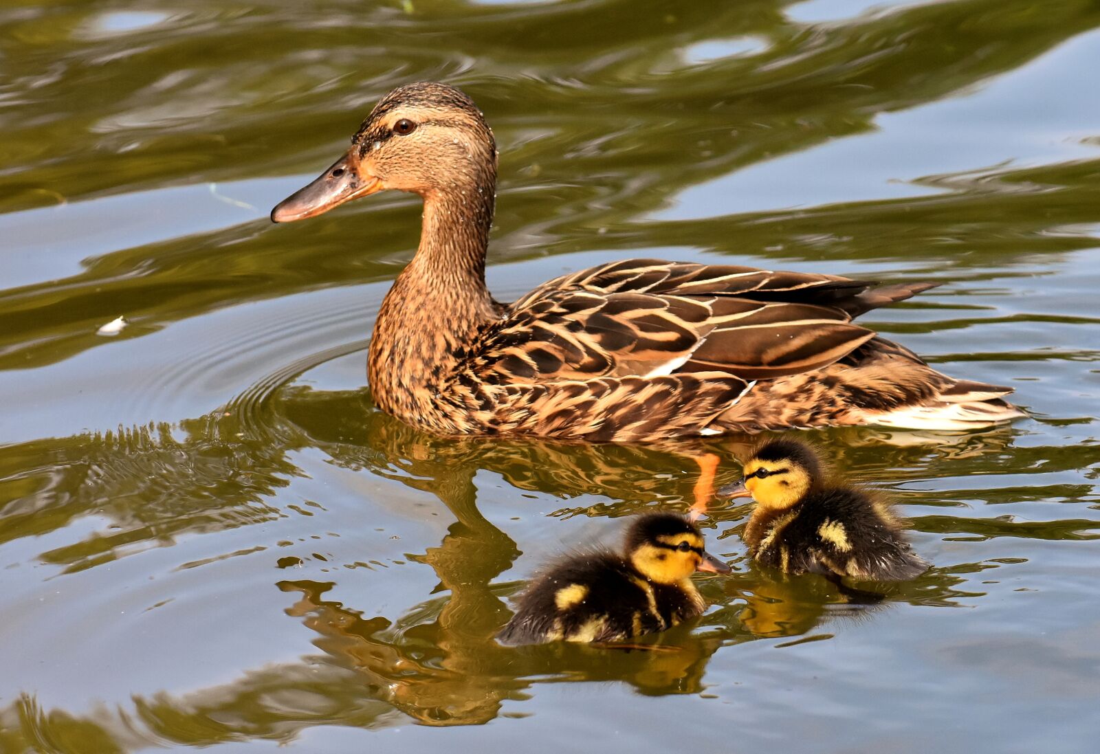 Nikon D7200 sample photo. Mallard, ducklings, duck photography