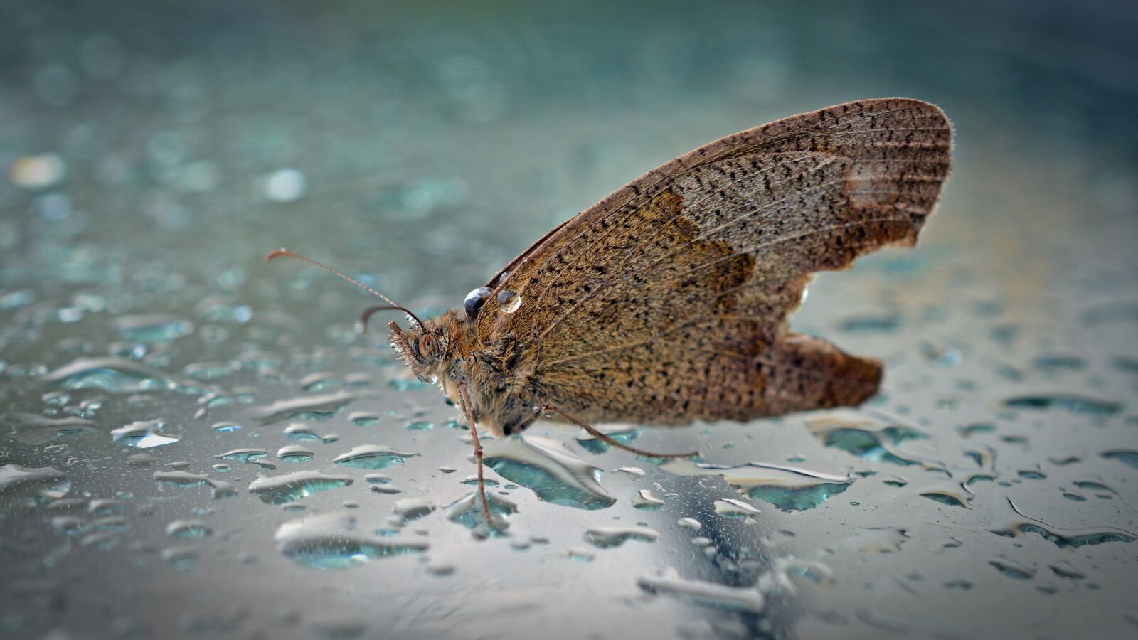 Nikon D5200 sample photo. Butterfly, animal, wet photography