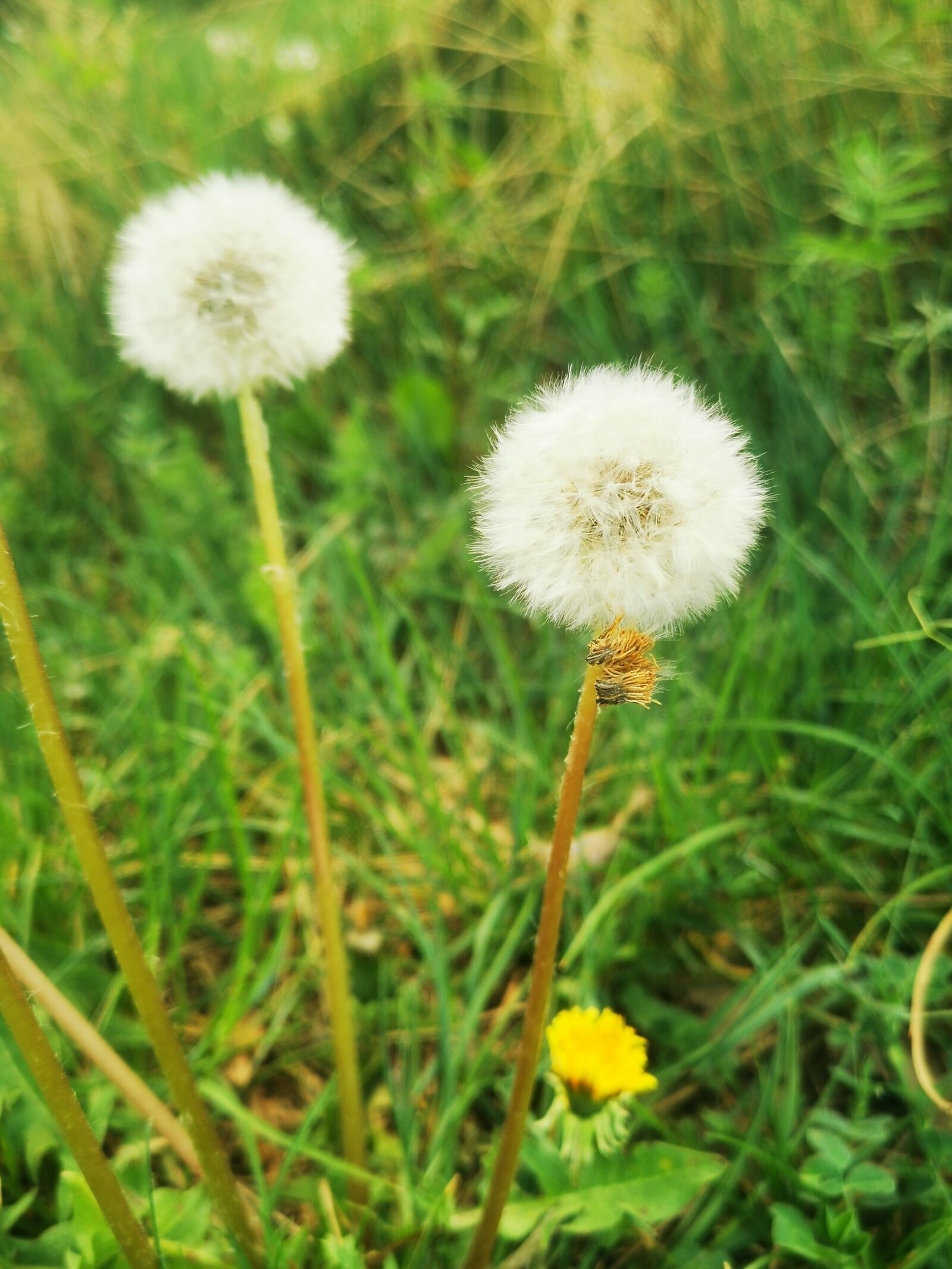HUAWEI P30 sample photo. Dandelion, summer, nature photography