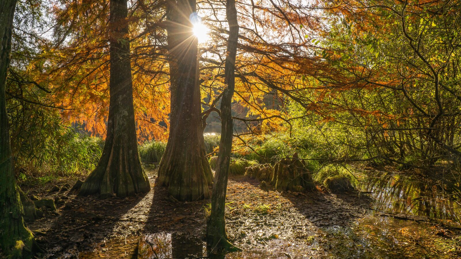 Sony a6000 + Sony E 18-55mm F3.5-5.6 OSS sample photo. Pond, fall, colors photography