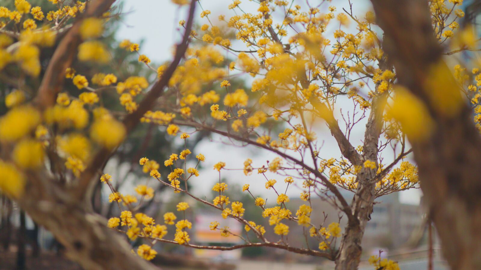 Canon EOS M50 (EOS Kiss M) sample photo. Cornus, spring, flowers photography