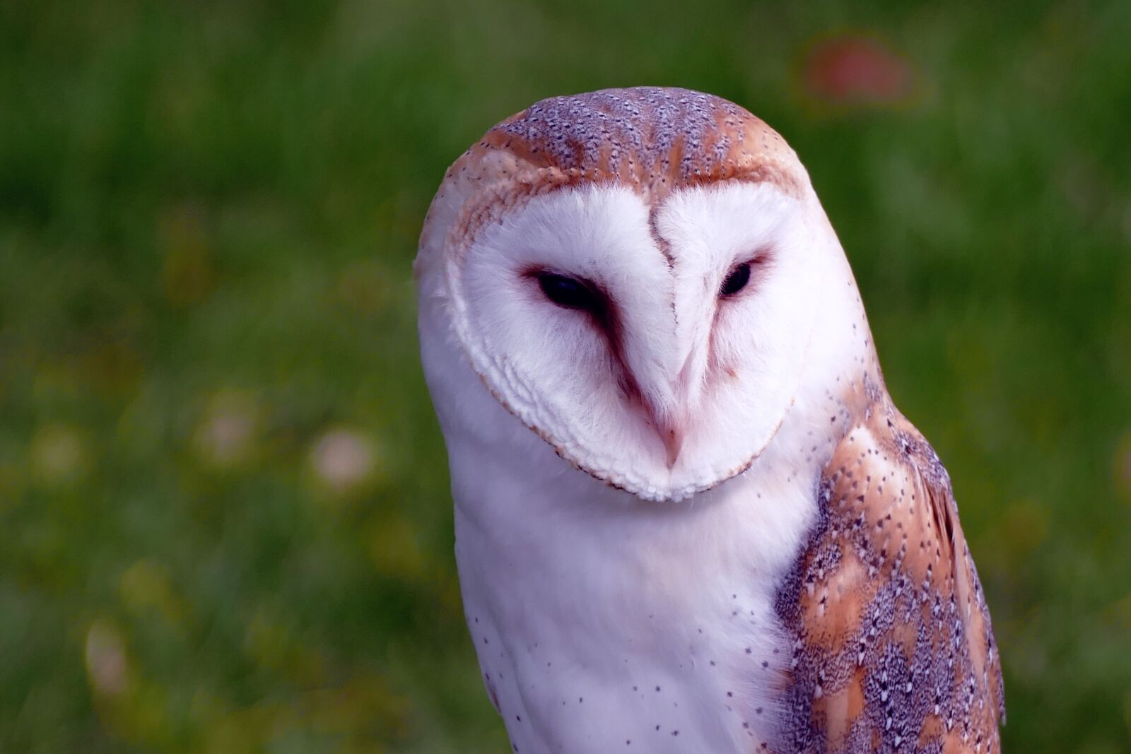 Panasonic Lumix DMC-FZ1000 sample photo. Bird, barn owl, owl photography