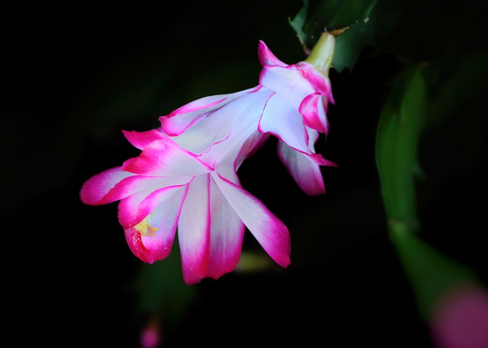 Canon EOS 600D (Rebel EOS T3i / EOS Kiss X5) sample photo. Rhipsalis, gliederkaktus, schlummbergera photography