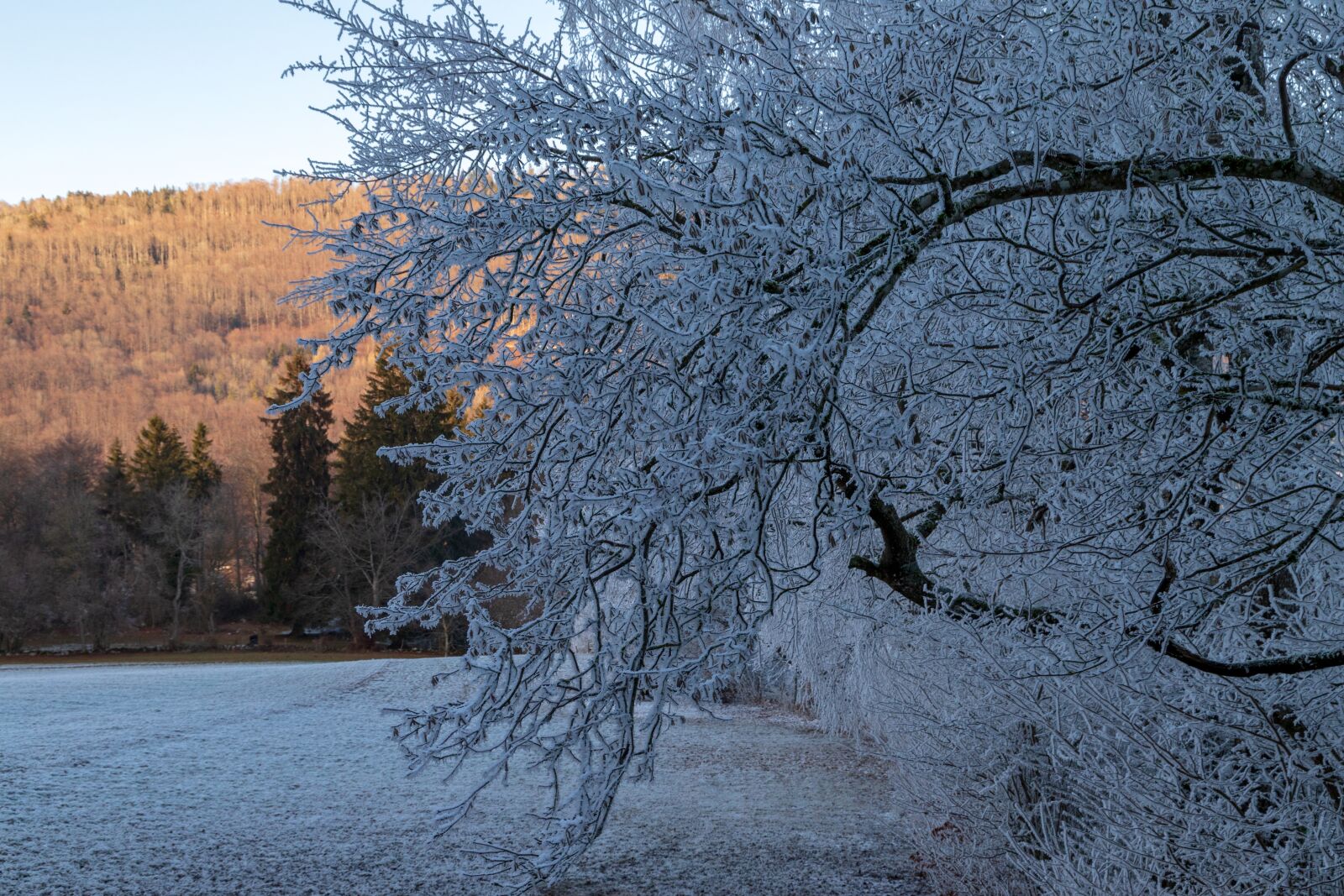 Canon EOS 6D Mark II sample photo. Ripe, cold, contrast photography