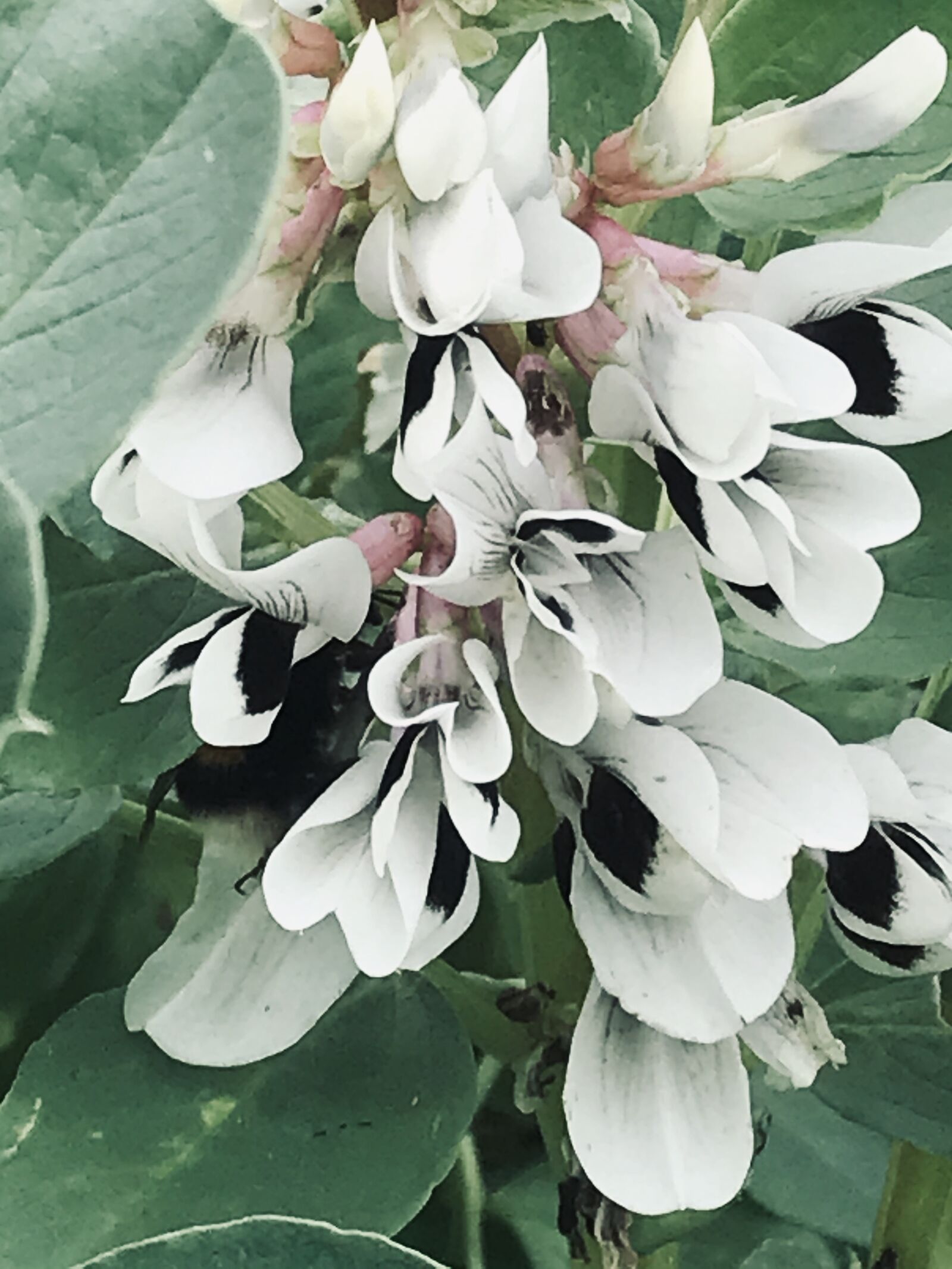 iPhone 7 back camera 3.99mm f/1.8 sample photo. Arches flower, spring, photo photography
