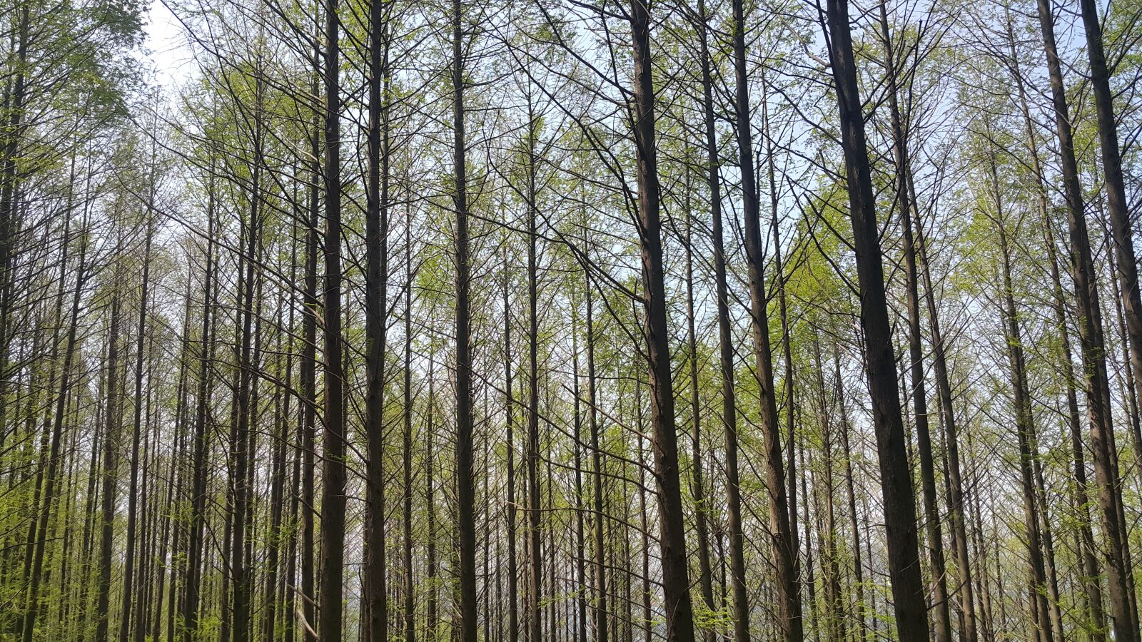 Samsung Galaxy Note4 sample photo. Forest, meta-access ecuador find photography