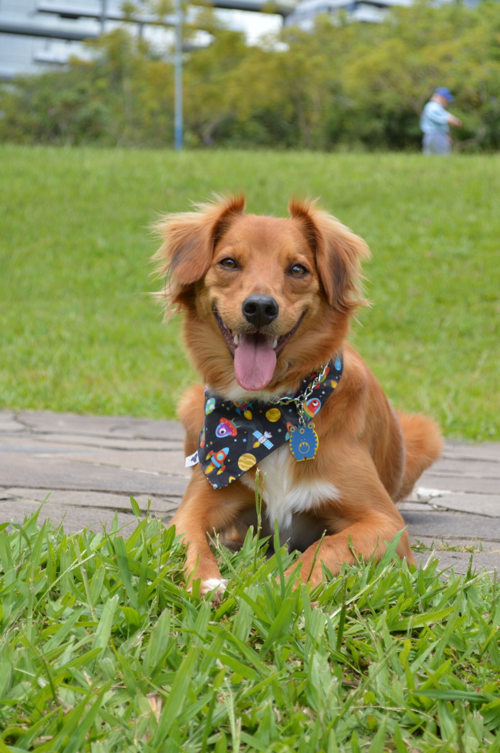 Nikon D3200 sample photo. Dog, park, smile photography