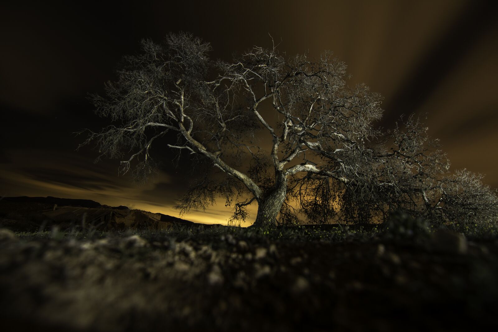 Nikon D7100 sample photo. Nature, tree photography