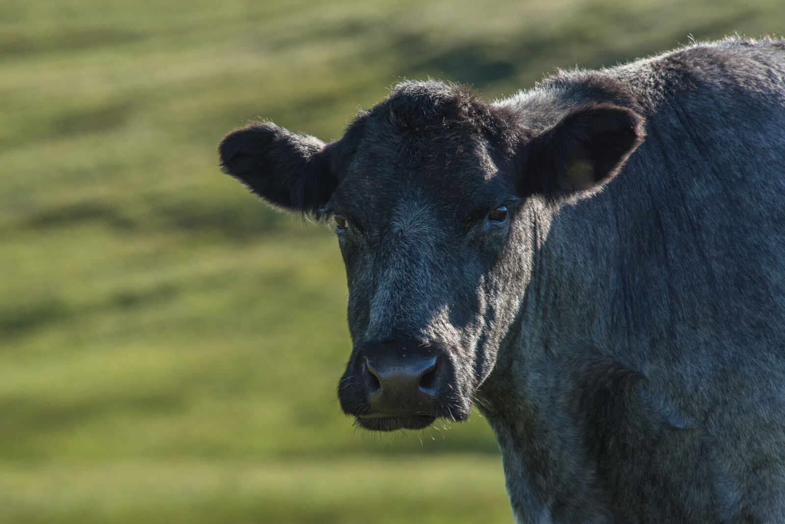 Nikon D750 sample photo. Highland-rinder, beef, cow photography